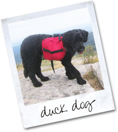 duck dog